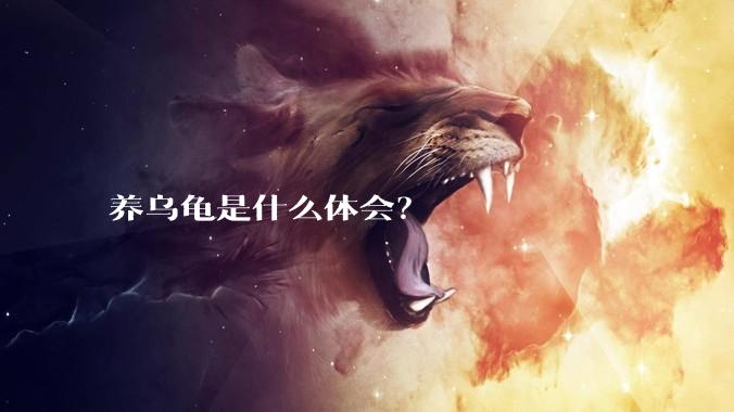 养乌龟是什么体会？